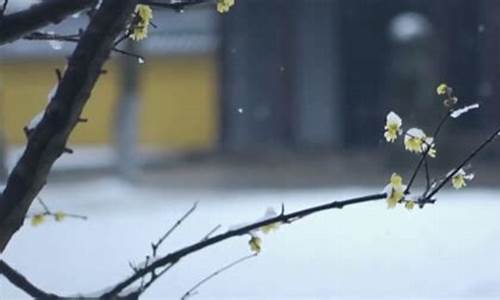 小雪飘飘随风飞是什么生肖_小雪飘飘随风吹打一生肖