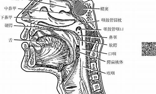 拔挺喉咙的意思_喉咙的意思