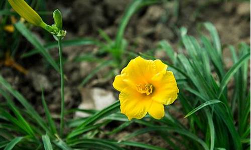 小黄花和天空的七字成语_小黄花和天空的七字成语有哪些